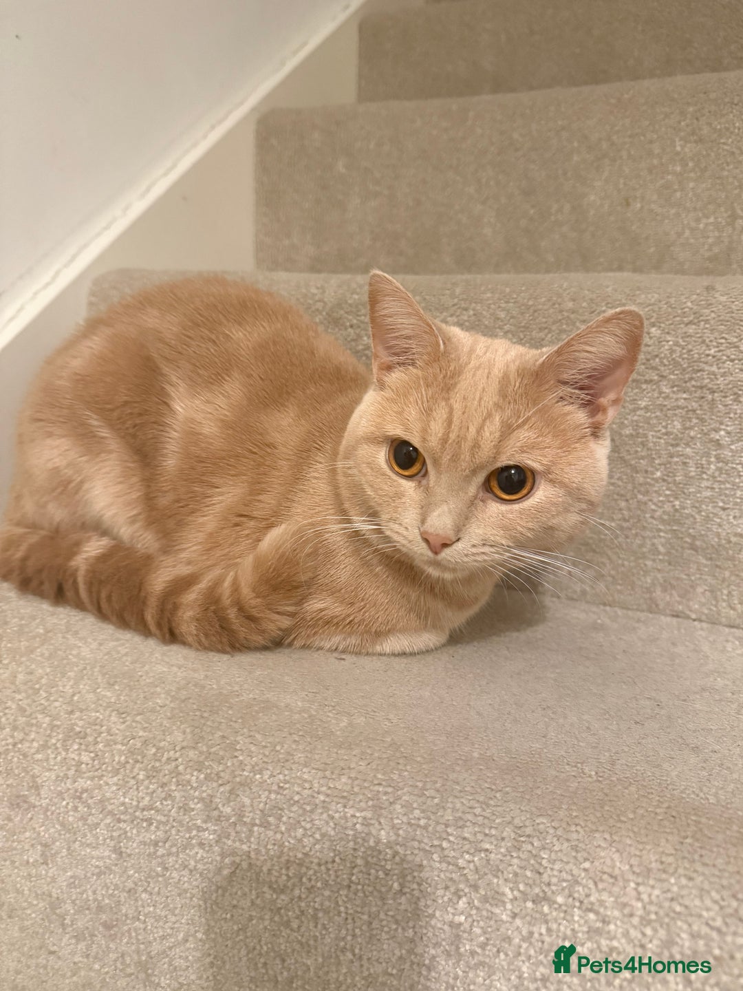 British Shorthair cats for sale: FULL CREAM BRITISH SHORT HAIR - Image 1