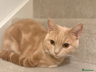 British Shorthair cats for sale: FULL CREAM BRITISH SHORT HAIR - Advert 1