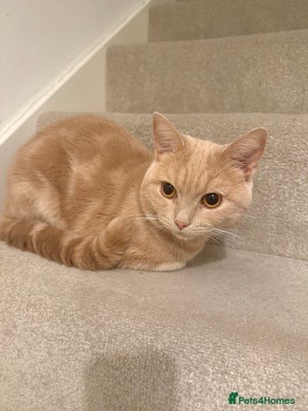 British Shorthair cats - Advert 6