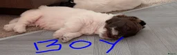 Cocker Spaniel dogs for sale: Cocker Tzu Puppies  in Keighley - Advert 5