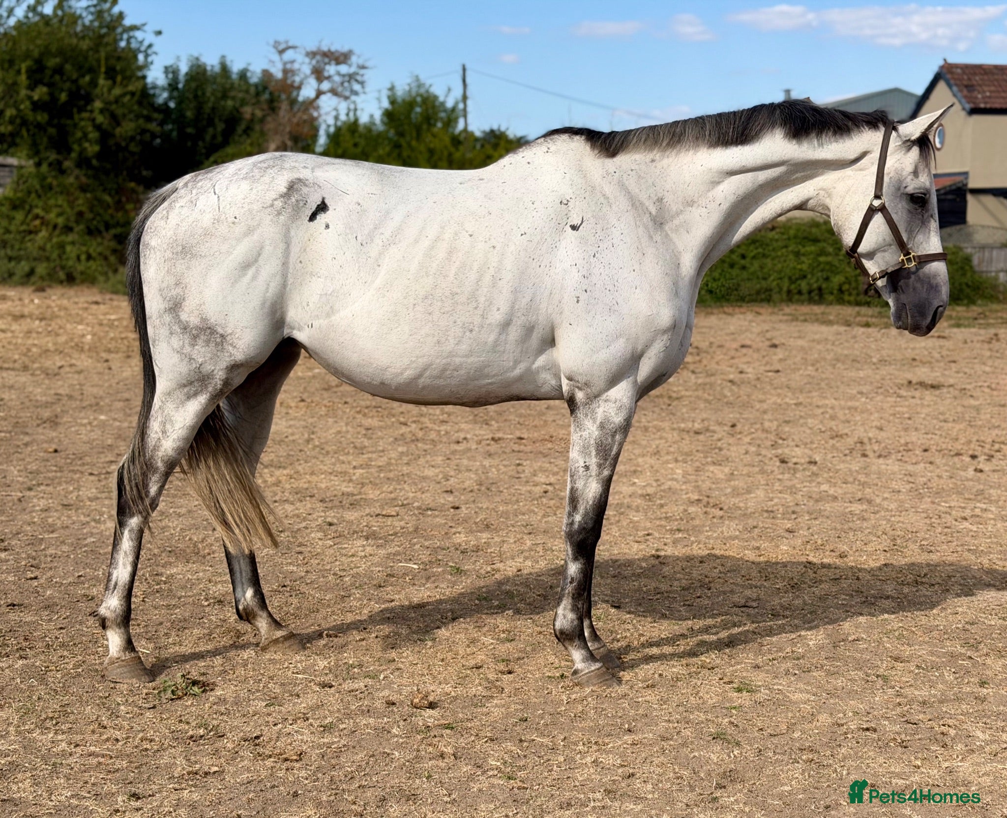 English Thoroughbred horses 16.1 grey thoroughbred mare  - Advert 1
