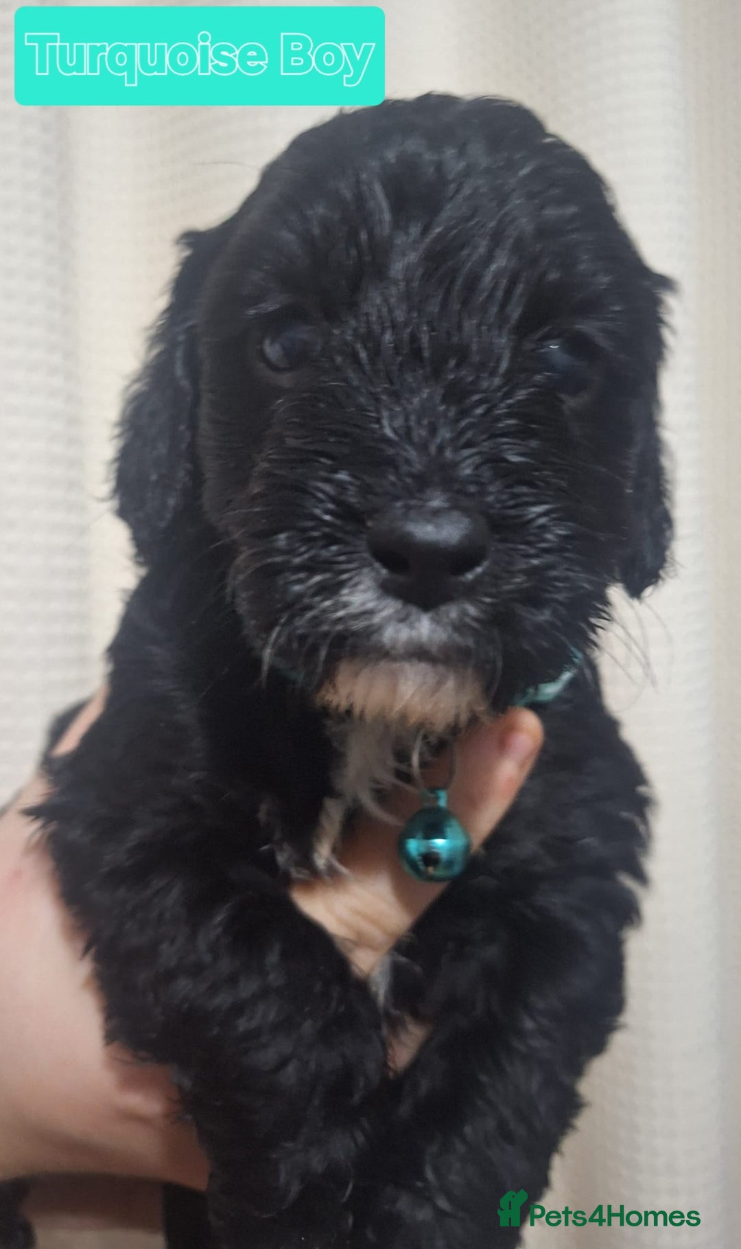 Mixed Breed dogs for sale: 5 mixed breed pups looking for their new home 🐾 - Image 2