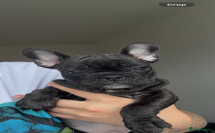 French Bulldog dogs - Advert 1