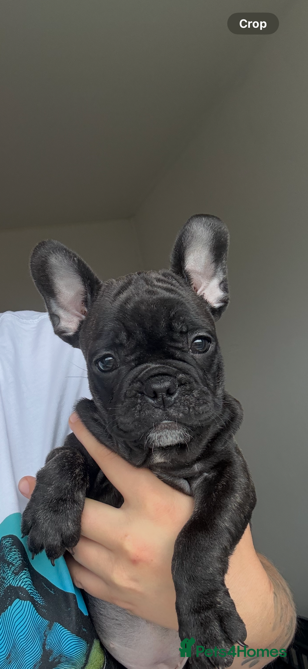 French Bulldog dogs for sale: French bulldog puppies - Image 4