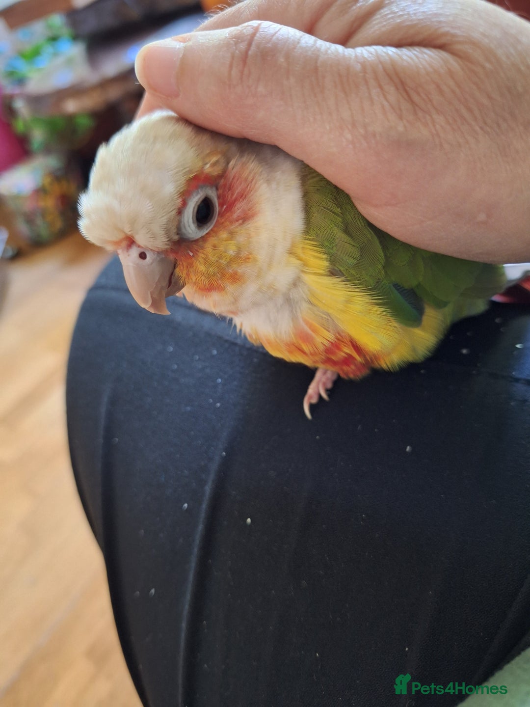 Gallery Image {{count}}