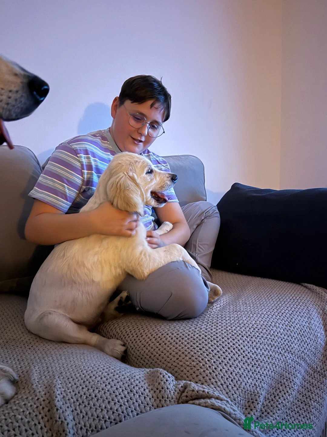 Golden Retriever dogs for sale: 6 month old, Male golden retriever  - Advert 17