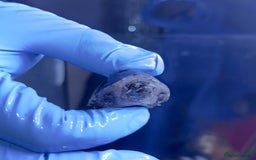 Turtle reptiles for sale: Musk turtles - Image 2
