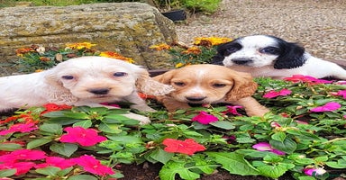 Cocker Spaniel dogs - Advert 12