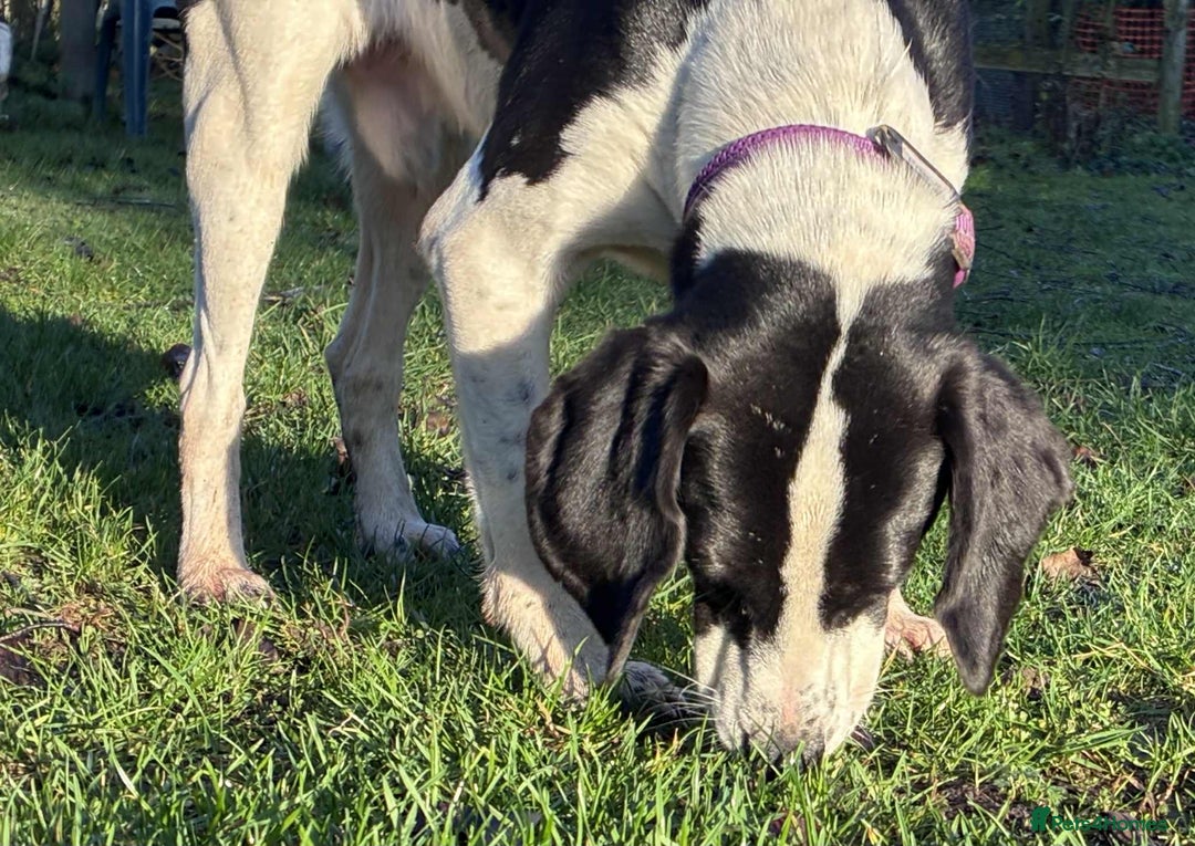 Mixed Breed dogs for adoption: 💔 PARIS is STILL WAITING FOR HOME 💔 - Advert 5