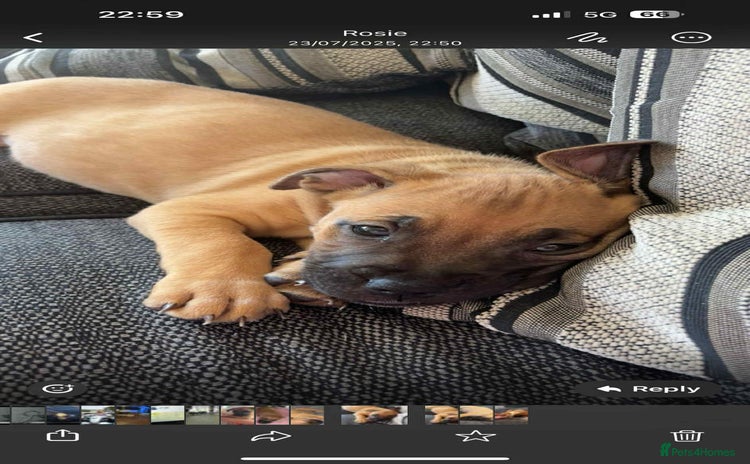 Mixed Breed dogs - Advert 1