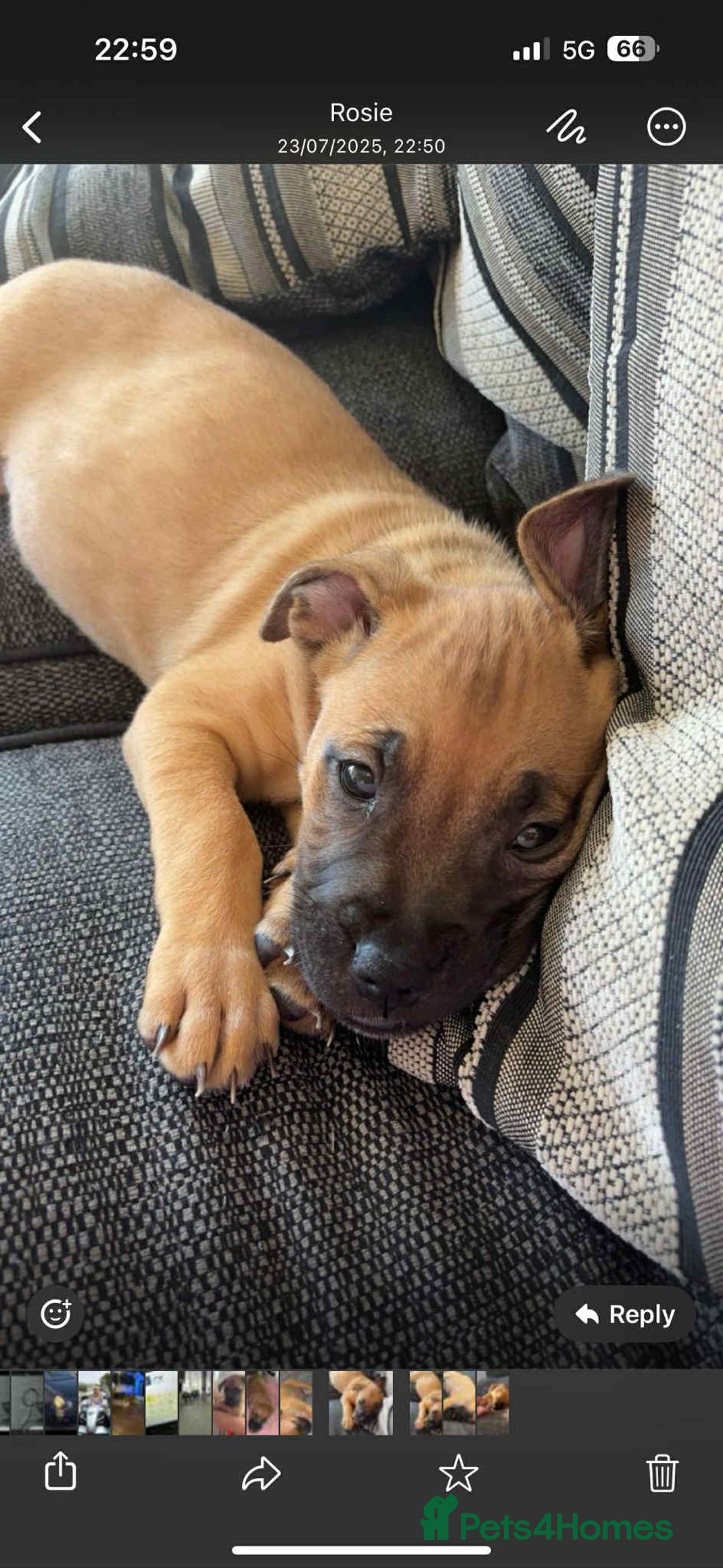 Mixed Breed dogs for sale: Gorgeous Staff X Belgian Malinois  - Image 1