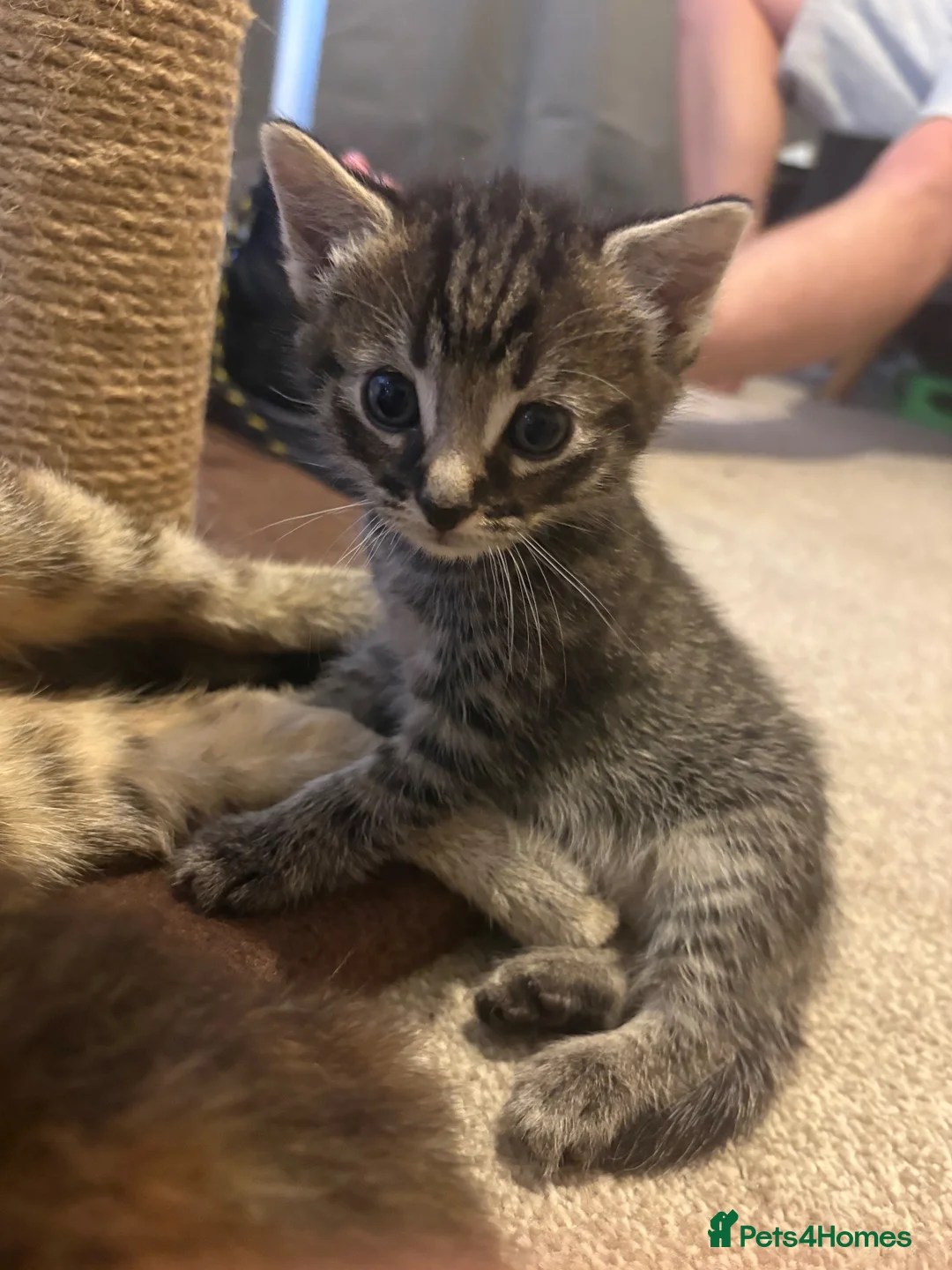 Mixed Breed cats for sale: Mixed breed black stripped female kitten - Advert 4