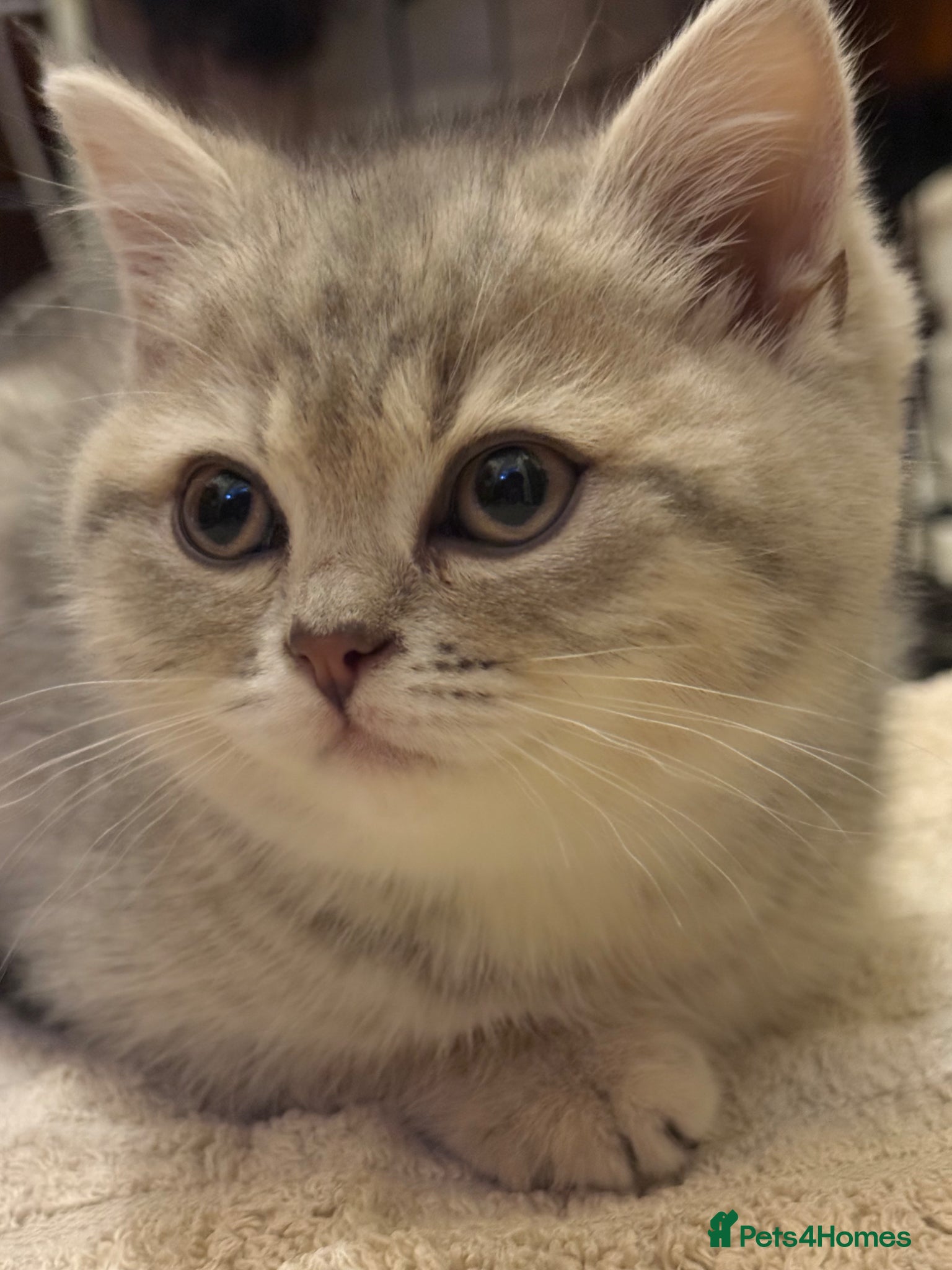 British Shorthair cats Beautiful British short hair - Advert 5
