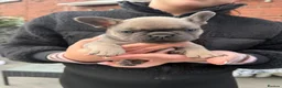 French Bulldog dogs for sale: French Bulldogs  in Oldham - Advert 2