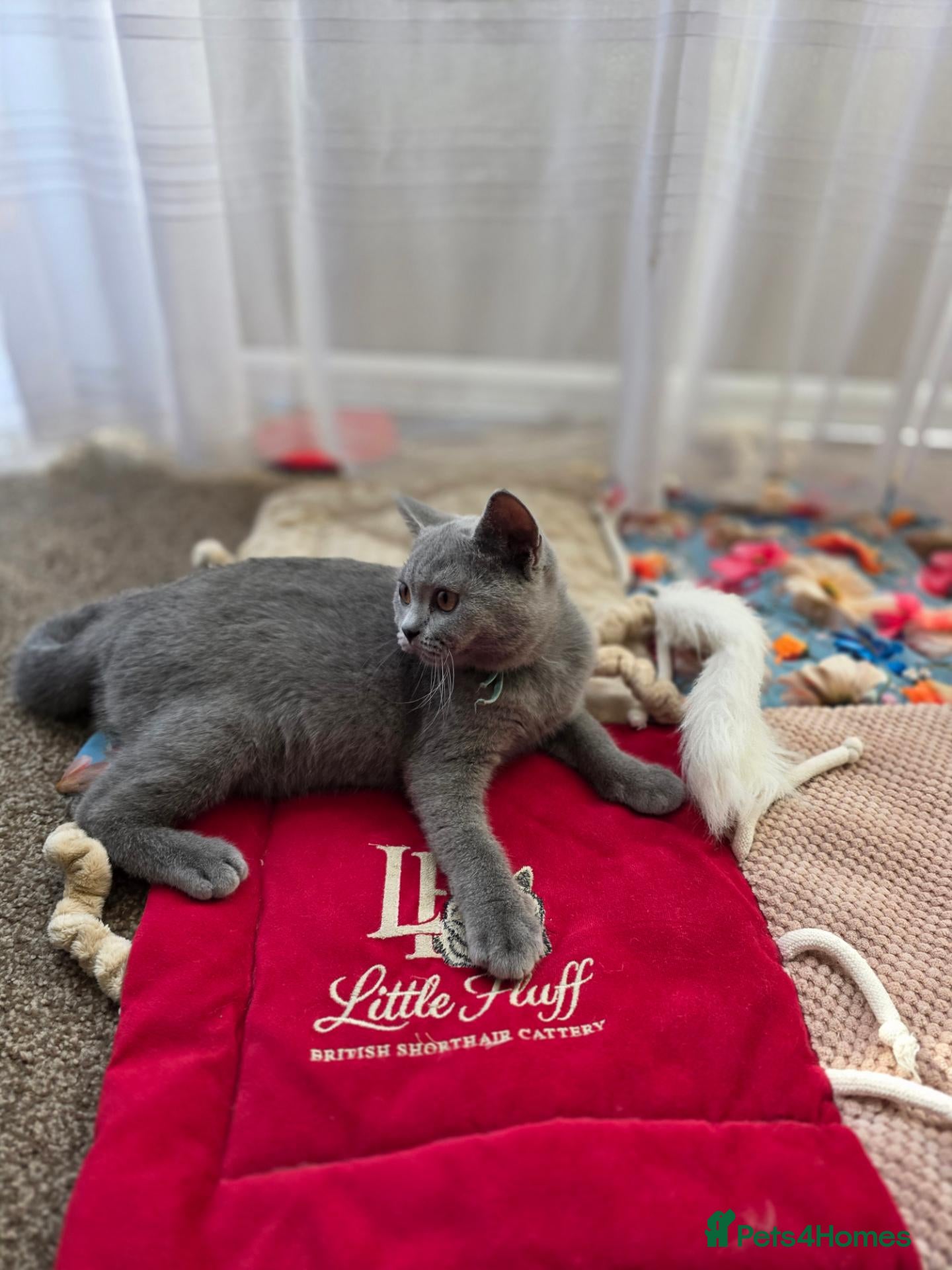British Shorthair cats GCCF Registered British Shorthairs - Advert 1