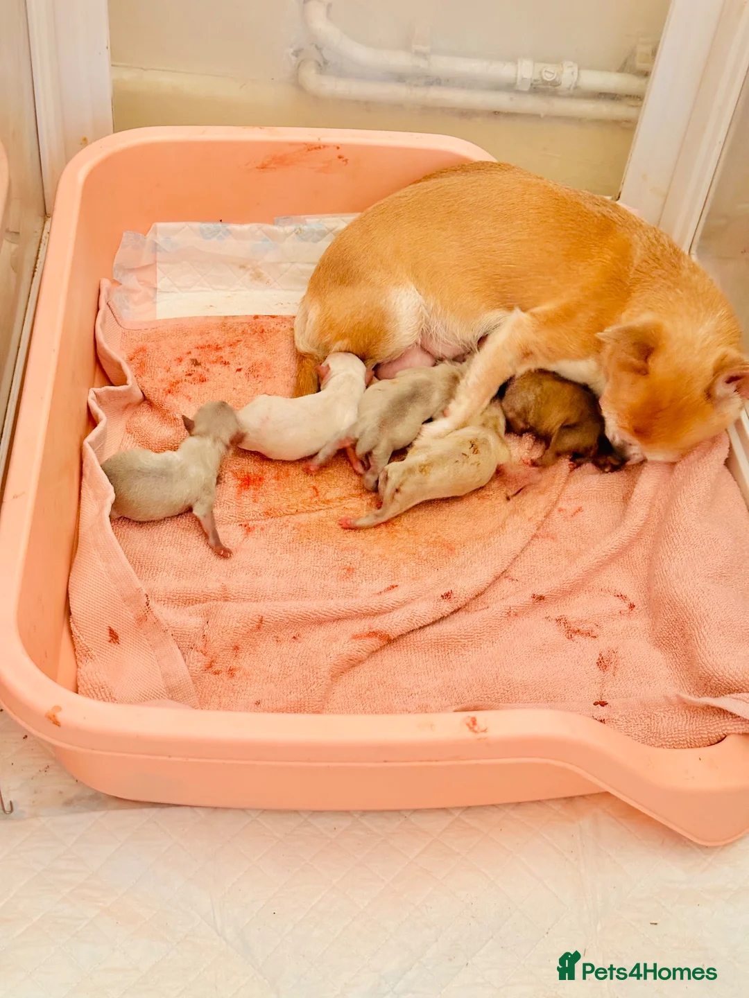 Chihuahua dogs for sale: Tiny chihuahua puppies - Advert 17