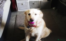 Golden Retriever dogs for stud: Stunning Golden Retriever for Stud –  meet Sammy - Image 10