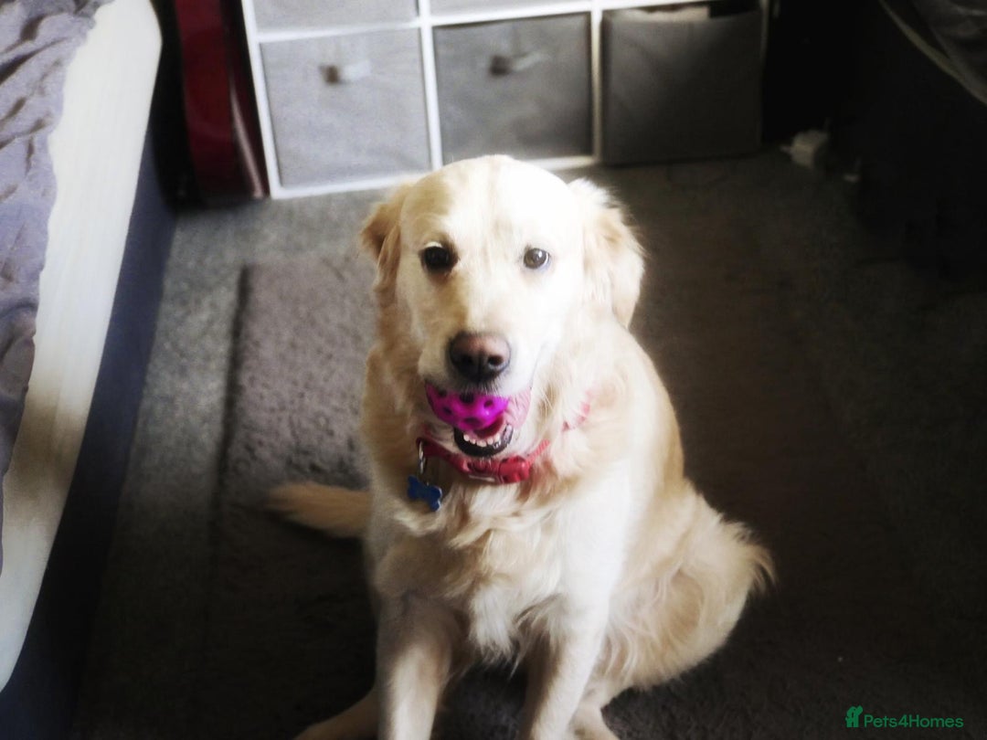 Golden Retriever dogs for stud: Stunning Golden Retriever for Stud –  meet Sammy - Image 10