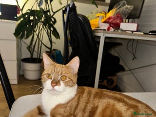 Domestic Shorthair cats for sale - Advert 1