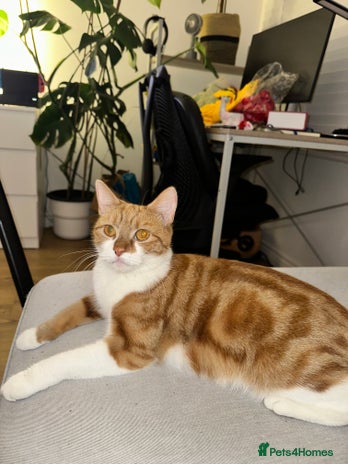 Domestic Shorthair cats - Advert 3