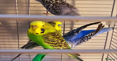 Budgerigars birds - Advert 5
