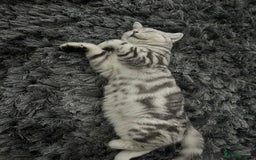 British Shorthair cats for sale: British short hair female xl - Image 7