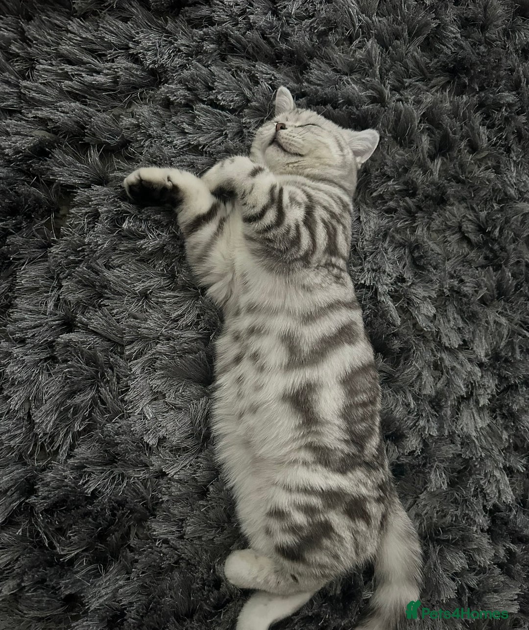 British Shorthair cats for sale: British short hair female xl - Image 7