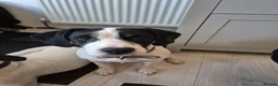 Mixed Breed dogs for sale: Cupcake and Rocco - Advert 5