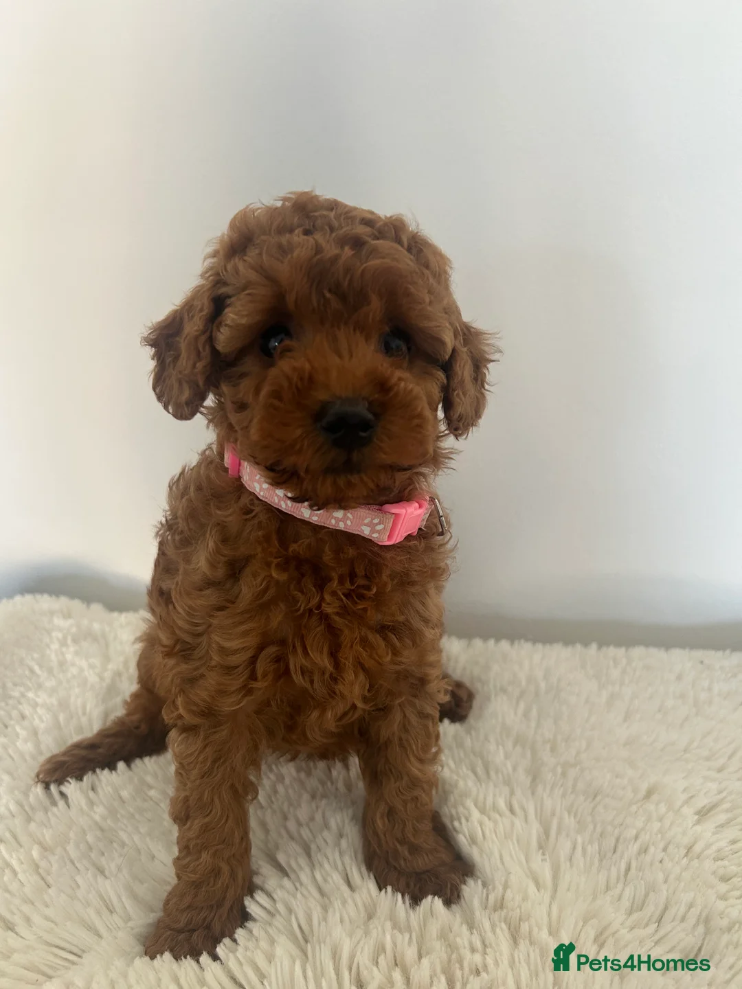Miniature Poodle dogs for sale: Kc registered Miniature poodles Teddy bear  - Advert 2