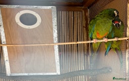 Macaws birds for sale: Proven pair of illigers macaws - Image 1