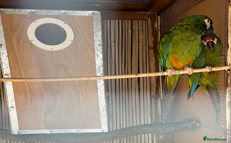 Macaws birds - Advert 4
