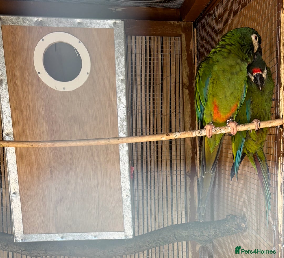 Macaws birds for sale: Proven pair of illigers macaws - Image 1