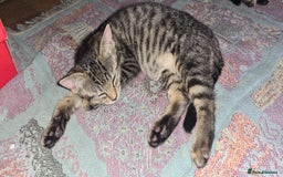Bengal cats for sale: Mixed bengal kittens   - Image 40