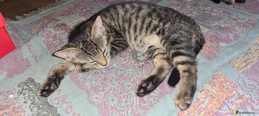 Bengal cats for sale: Mixed bengal kittens   - Image 40