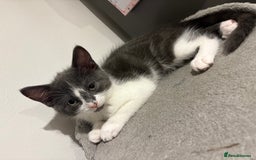 Domestic Shorthair cats for sale: Kittens - Image 5