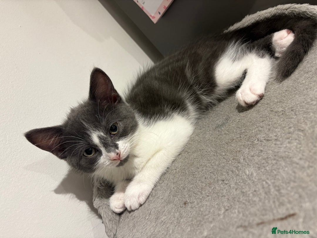 Domestic Shorthair cats for sale: Kittens - Image 5