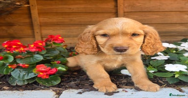 Cocker Spaniel dogs - Advert 16
