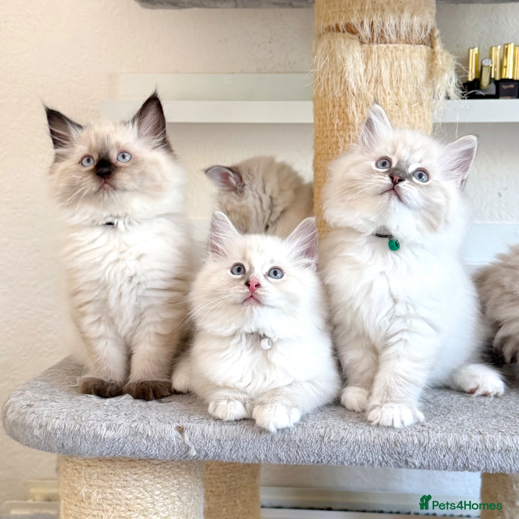 Ragdoll cats TICA Registered - Cuddly, Affectionate, Gentle - Advert 1
