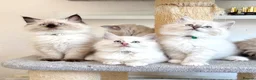 Ragdoll cats for sale: 1 Girl & 2 Boys - TICA Registered - Cuddly, Gentle - Advert 15