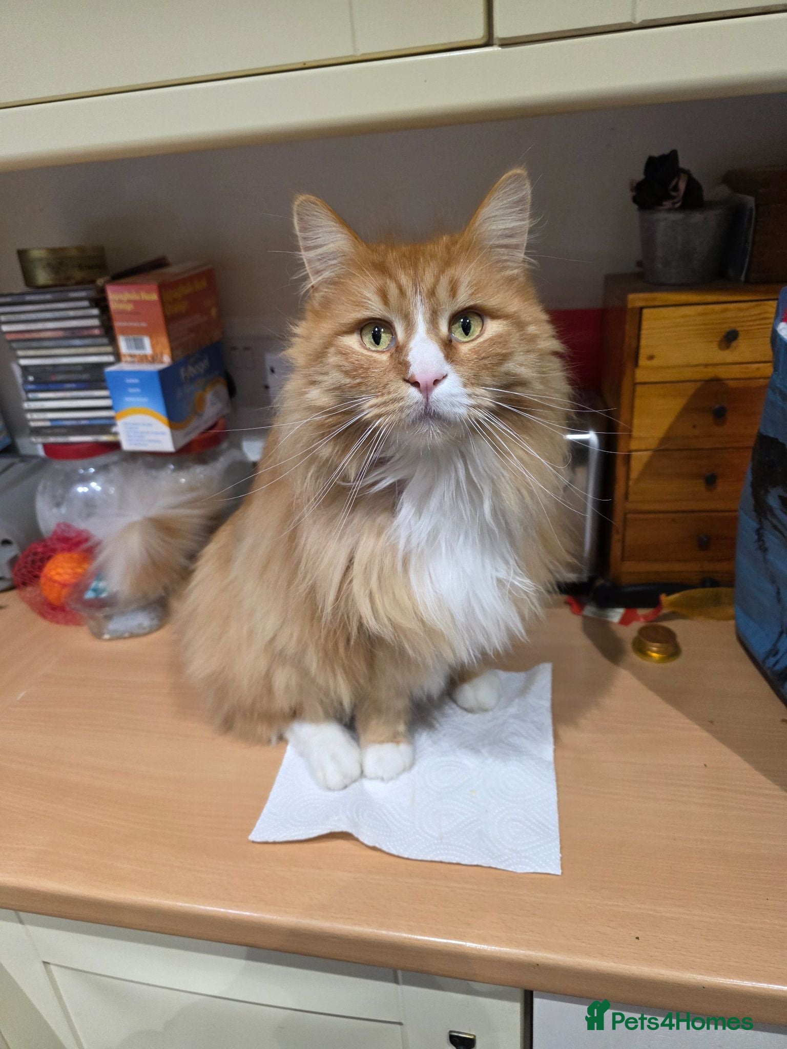 Maine Coon cats Main coon - Advert 2