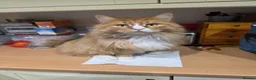 Maine Coon cats for sale: Main coon - Advert 1