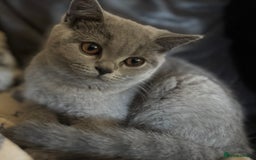 British Shorthair cats for sale: 🌟GCCF Reg’ British Shorthair - Ready now🌟 in Abergavenny - Image 18