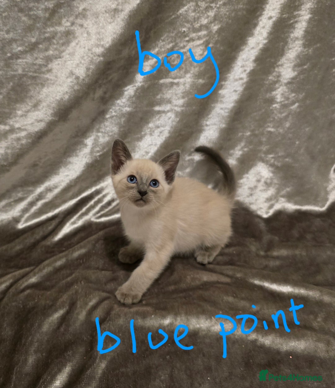 Siamese cats for sale: TRADITIONAL SIAMESE KITTENS  - Advert 6