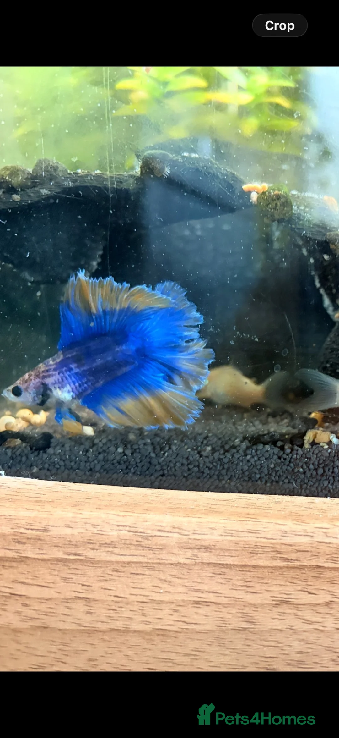 Bettas fish for sale: Half moon blue & yellow betta for rehoming  - Advert 1