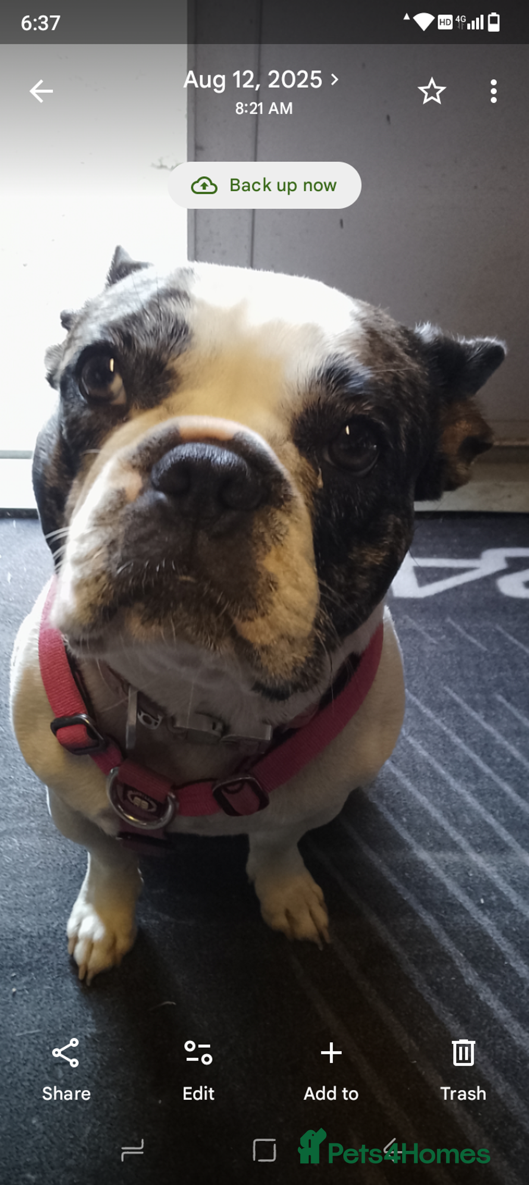 French Bulldog dogs for sale: Beautiful friendly Frenchie girl merle  - Advert 2