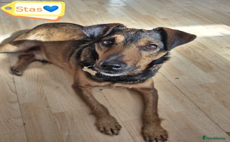 Mixed Breed dogs - Advert 4