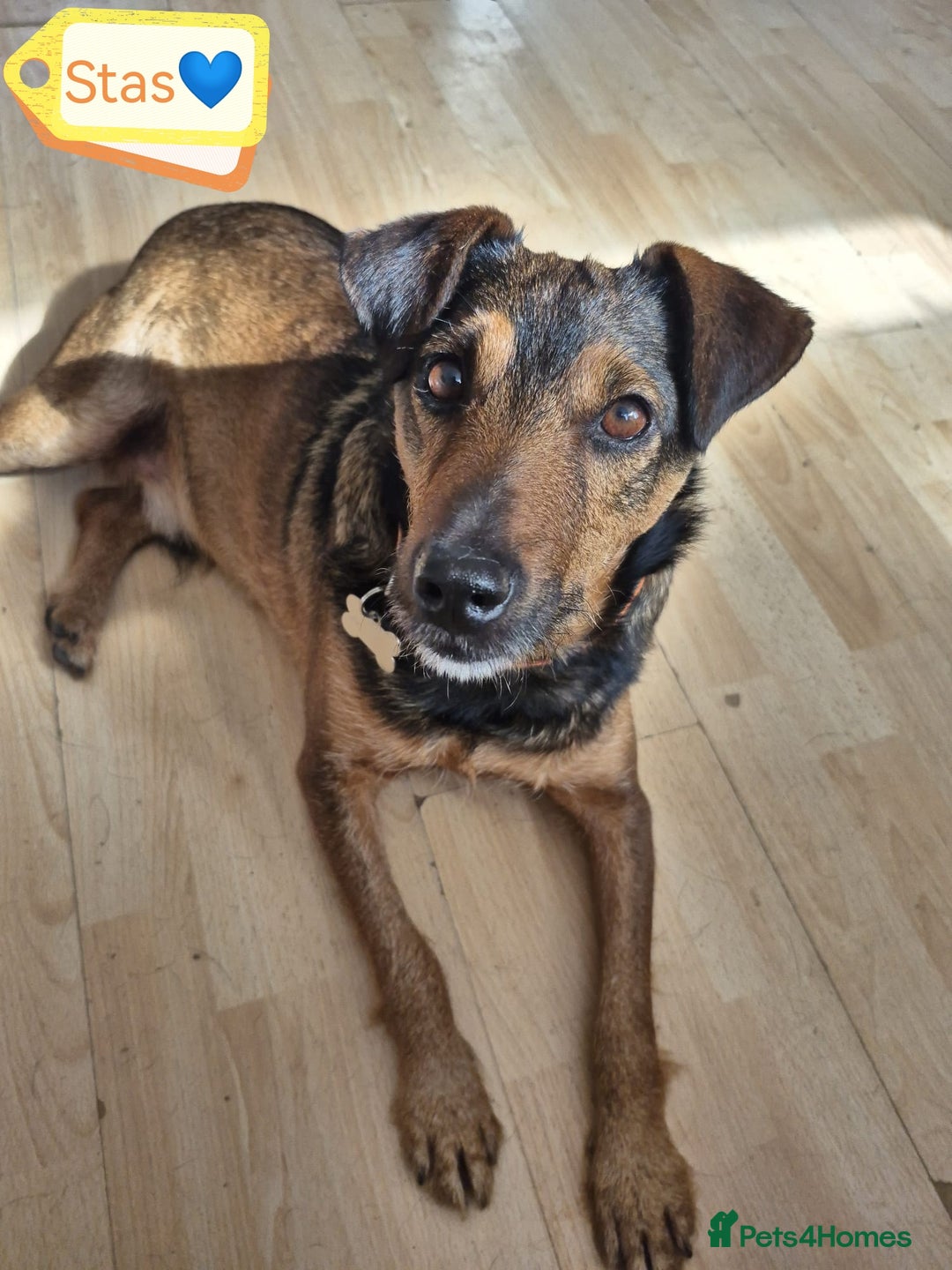 Mixed Breed dogs for adoption: 💙🐶 STAS 🐶💙 - Image 1