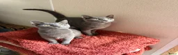 Mixed Breed cats for sale: Grey mixed breed kittens  - Advert 4