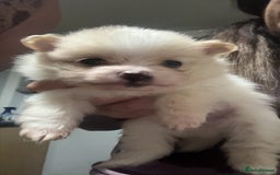 Pomeranian dogs for sale: Pomeranian puppies - Image 5