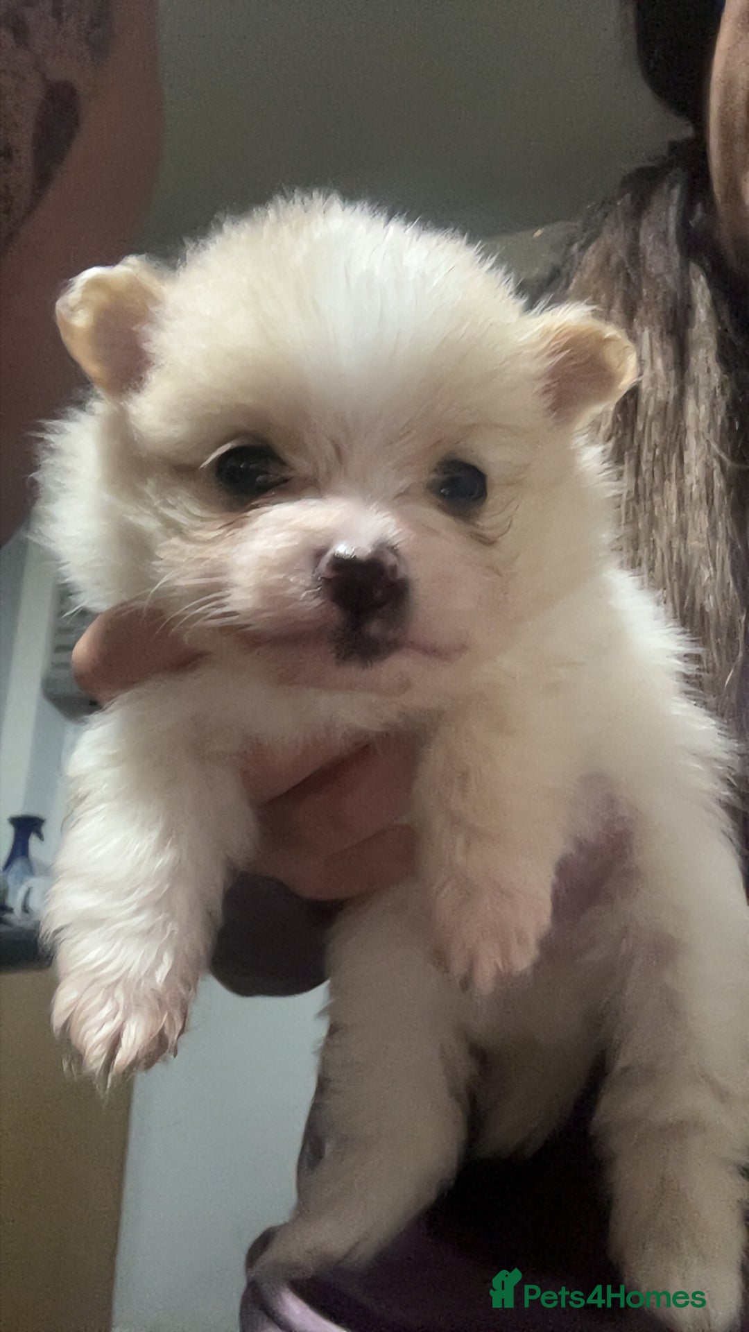 Pomeranian dogs for sale: Pomeranian puppies - Image 5